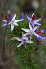 Calectasia narragara