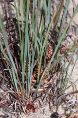 Lomandra hermaphrodita