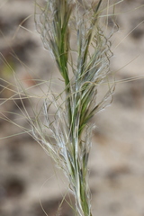 Austrostipa hemipogon
