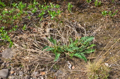 Astragalus schelichowii