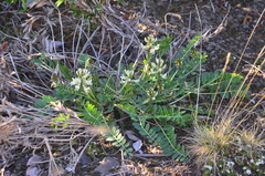Astragalus schelichowii