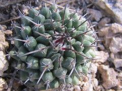 Mammillaria orcuttii