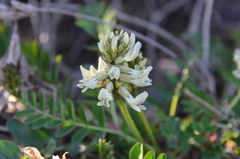 Astragalus schelichowii