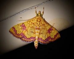 Isocentris filalis