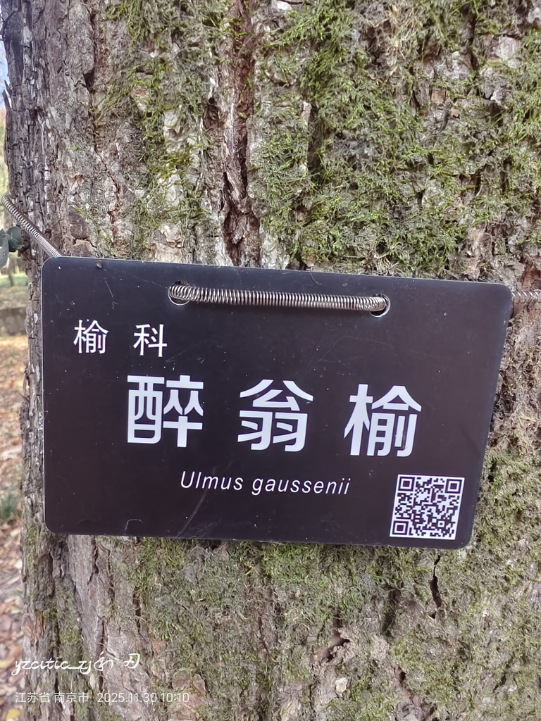 Ulmus gaussenii