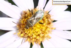 Stictopleurus minutus