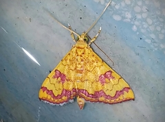 Isocentris filalis