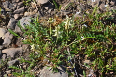 Astragalus schelichowii
