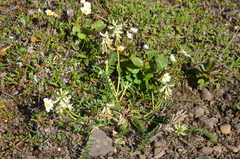 Astragalus schelichowii