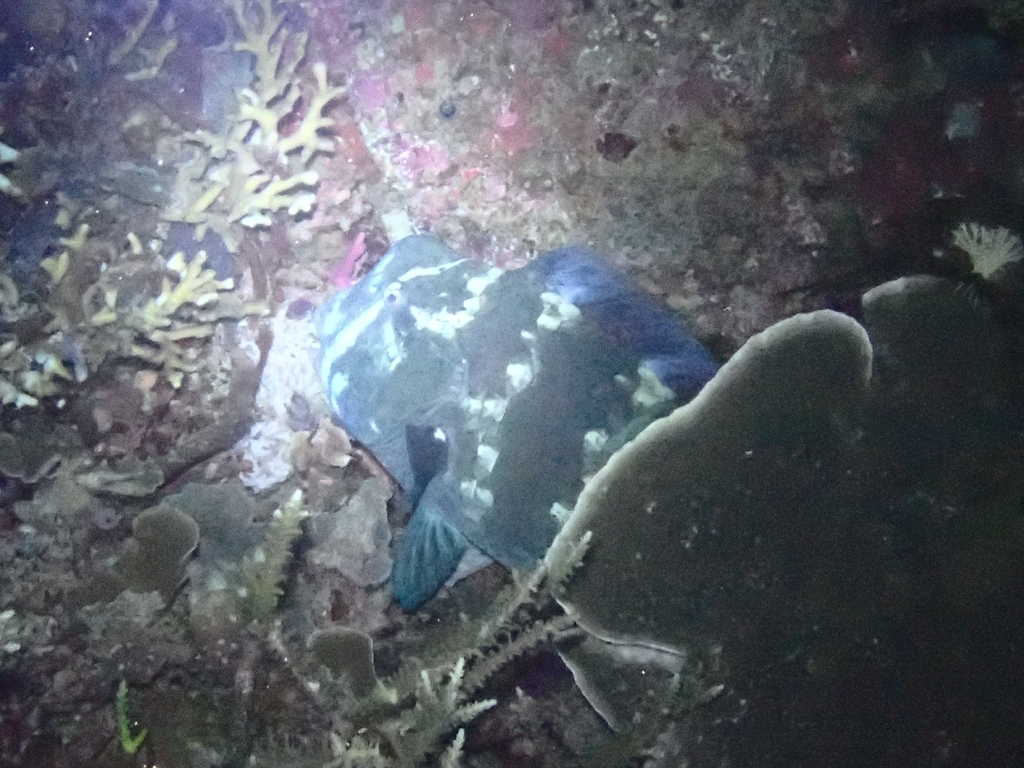 Bumphead parrotfish swimming beside coral on a reef