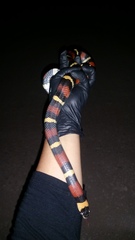 Lampropeltis annulata