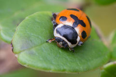 Hippodamia septemmaculata