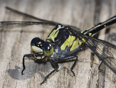 Octogomphus specularis