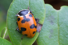 Hippodamia septemmaculata
