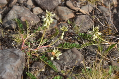 Astragalus schelichowii