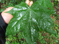 Acer lobelii