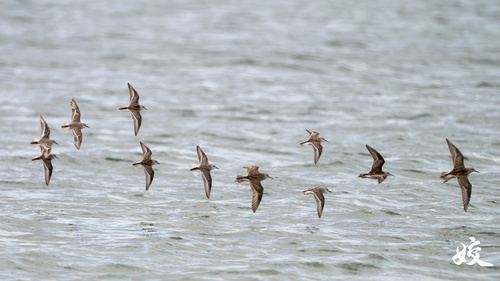 Sharp-tailed Sandpiper