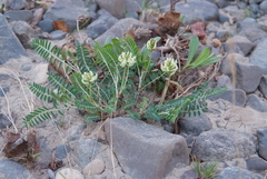 Astragalus schelichowii