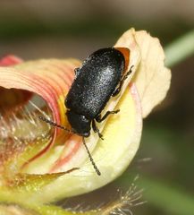 Gastrida abdominalis