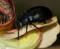 Gastrida abdominalis