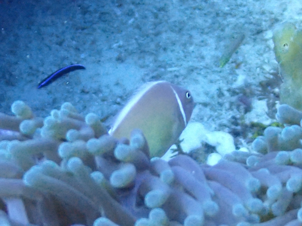 Clown fish