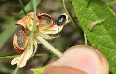 Gastrida abdominalis