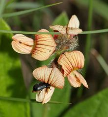 Gastrida abdominalis