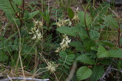 Astragalus schelichowii