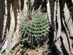 Mammillaria orcuttii