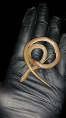 Sonora taylori