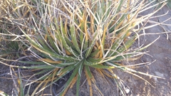 Hechtia texensis