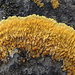 Variospora aurantia - Photo (c) Paul Bowyer, algunos derechos reservados (CC BY-NC), subido por Paul Bowyer