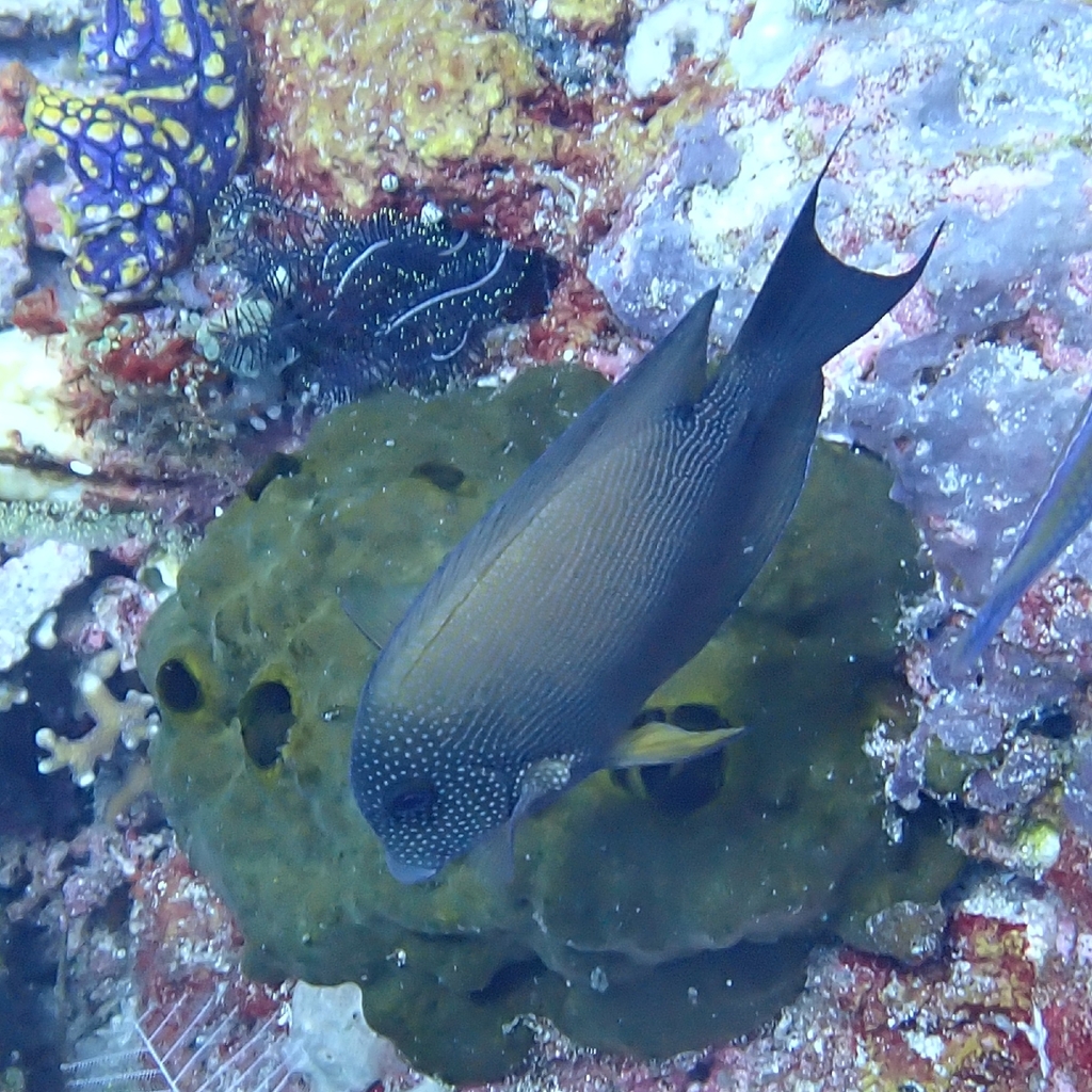Twospot surgeonfish