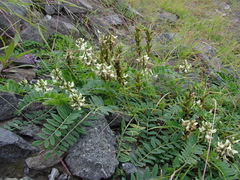 Astragalus schelichowii
