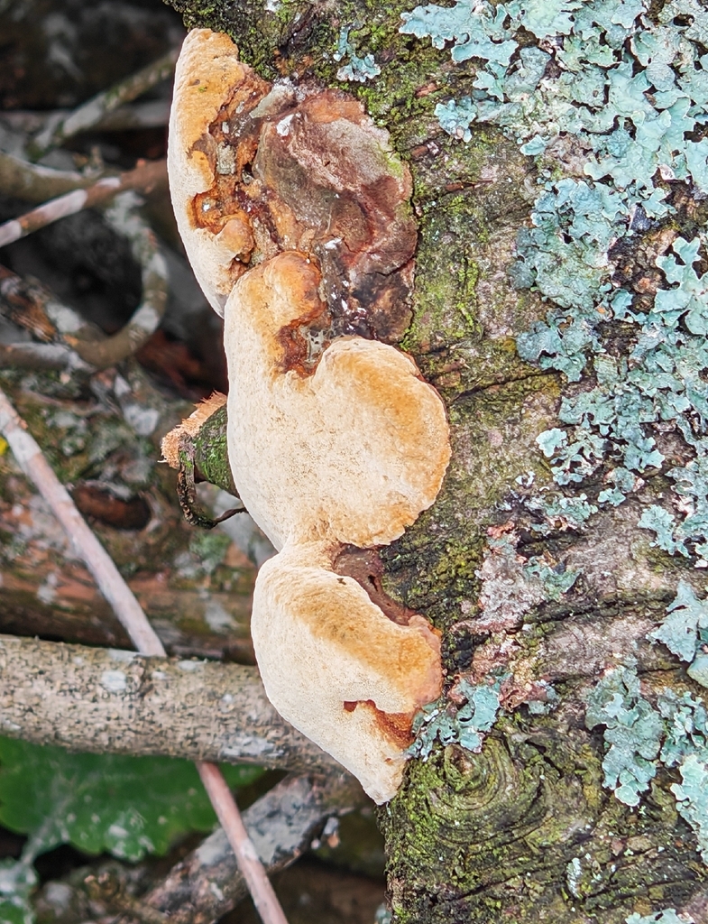 Phellinus pomaceus · November 2025 · photo: © p_andrey (iNaturalist, cc-by-nc)