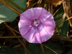 Argyreia capitiformis