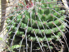 Mammillaria orcuttii