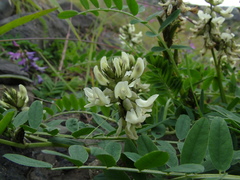 Astragalus schelichowii