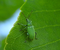 Phyllobius maculicornis