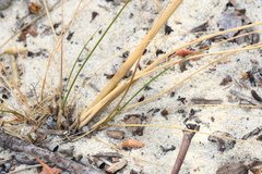 Austrostipa hemipogon