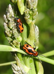 Crioceris quinquepunctata