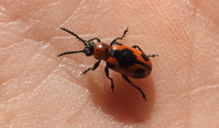 Crioceris quinquepunctata