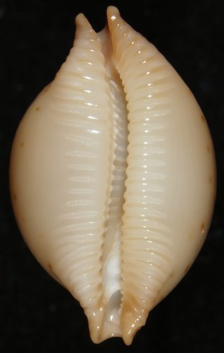 Pustularia cicercula observed 2004-11-01