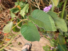 Argyreia capitiformis