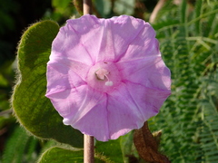 Argyreia capitiformis