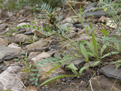 Astragalus schelichowii