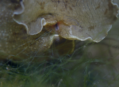 Aplysia sydneyensis