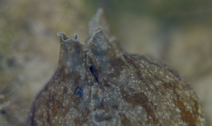 Aplysia sydneyensis