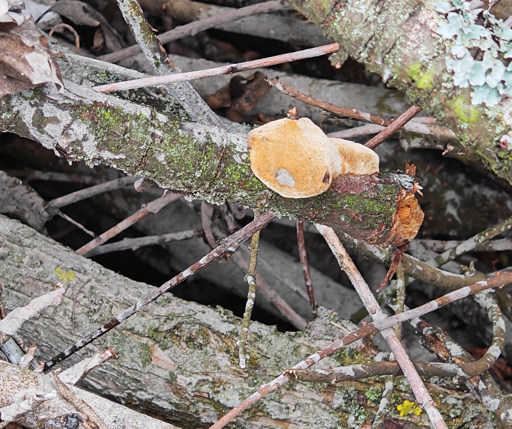 Phellinus pomaceus · November 2025 · photo: © p_andrey (iNaturalist, cc-by-nc)