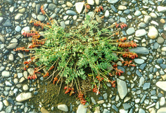 Astragalus tolmaczevii